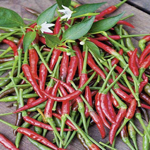 Tips til forspiring af chili planter